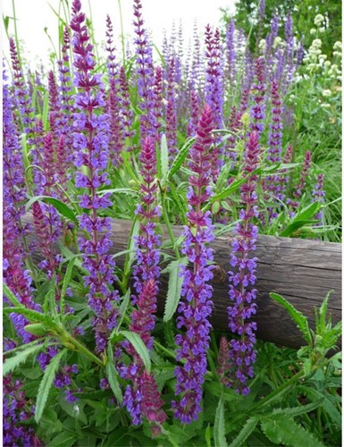 Steppen-Salbei Caradonna - Salvia nemorosa