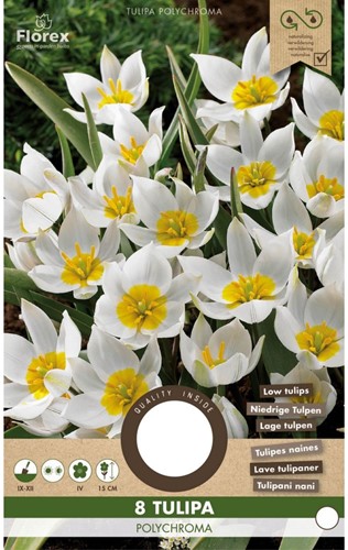 Botanische bostulp polychroma - Tulipa-2