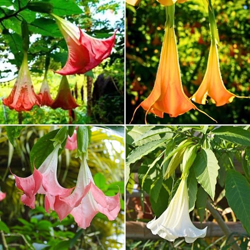 Brugmansia Mix – Engelstrompete Gemischt (Vierer-Pack)