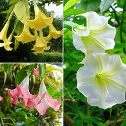 Brugmansia Mix – Engelstrompete Gemischt (Dreierpack)