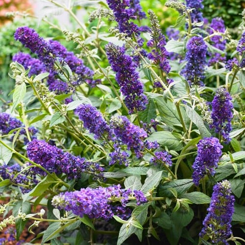 Schmetterlingsflieder Blue Chip - Buddleja