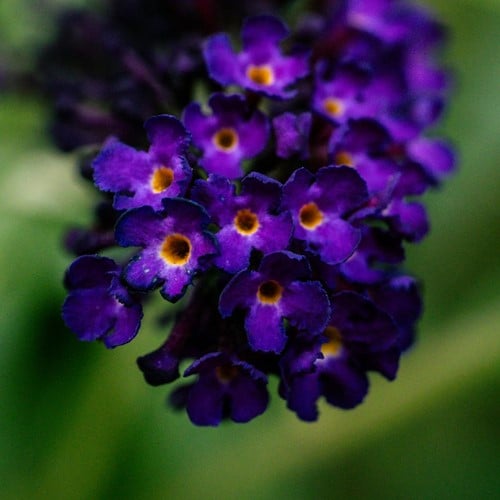Schmetterlingsflieder - Buddleja Blau