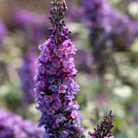 Vlinderstruik Lilac Chip - Buddleja