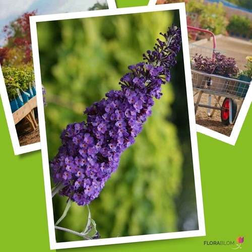 Vlinderstruik Purple Emperor - Buddleja-2