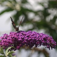 Vlinderstruik Purple Emperor - Buddleja