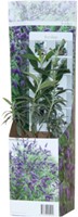 Buddleja Tricolor - Schmetterlingsflieder-2