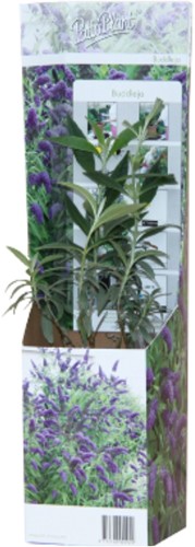 Buddleja Tricolor - Schmetterlingsflieder-2