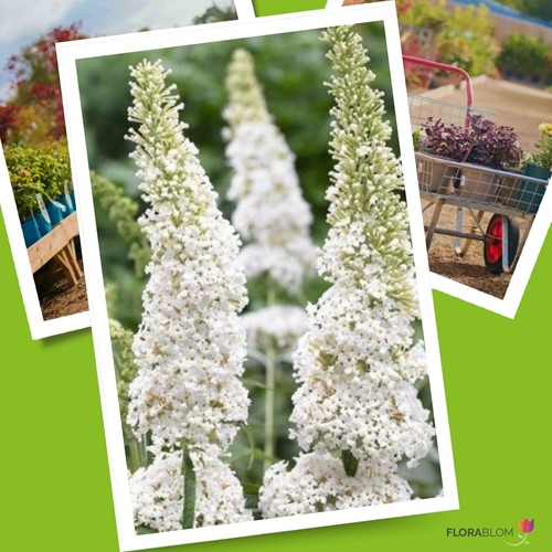 Schmetterlingsflieder White Profusion - Buddleja-2