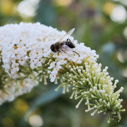 Schmetterlingsflieder White Profusion - Buddleja