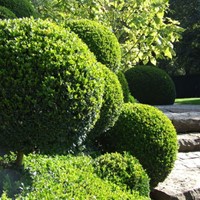 Buchsbaumhecke 1 meter - Buxus (Sechserpack)-2