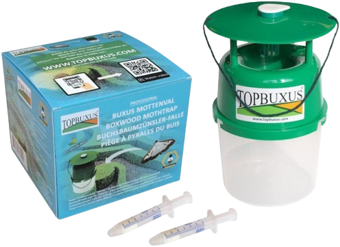 Buchsbaumzuensler Falle Topbuxus