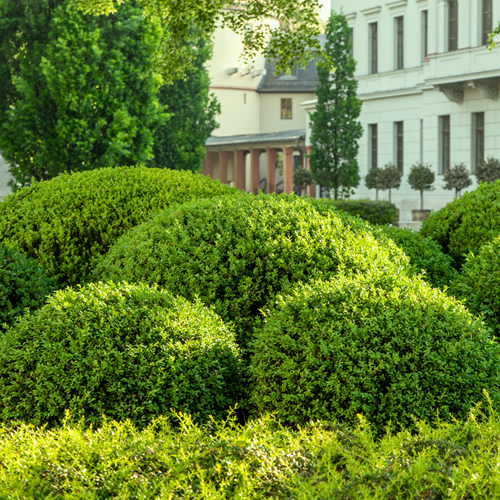 Buxus Sempervirens - Buchsbäume