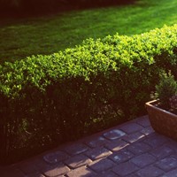 Buchsbaumhecke 1 meter - Buxus (Sechserpack)
