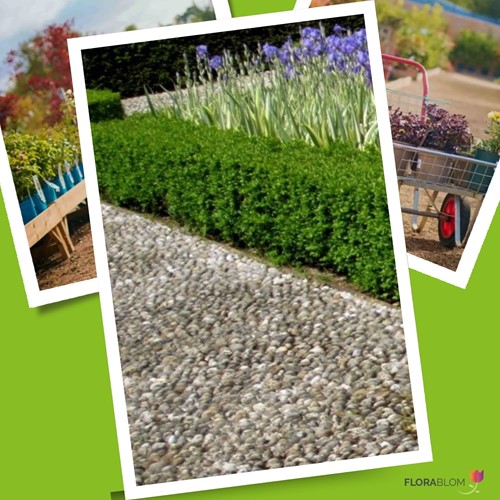 Buchsbaumhecke 1 meter - Buxus (Sechserpack)