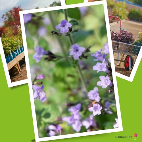 Calamintha Marvelette Blue - Bergminze (Sechserpack)