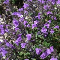 Calamintha Marvelette Blue - Bergminze