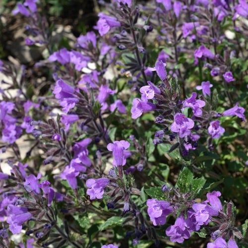 Calamintha Marvelette Blue - Bergminze