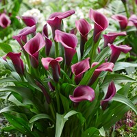 Zantedeschia Durban – Aronstab, Calla