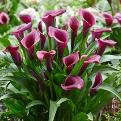 Aronskelk Durban - Calla