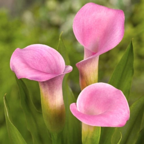 Calla Rosa