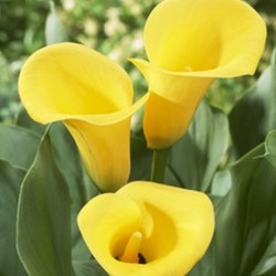 Calla Gelb - Zantedeschia