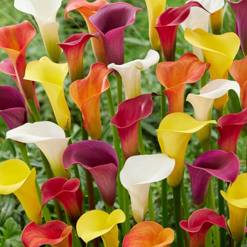 Callamischung - Zantedeschia