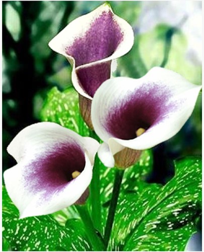 Calla Picasso
