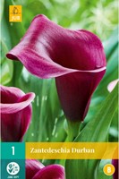 Zantedeschia Durban – Aronstab, Calla-2