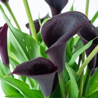Calla Schwarz