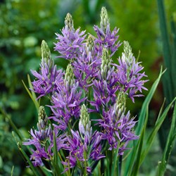 Camassia quamash Leichtlin-Prärielilie