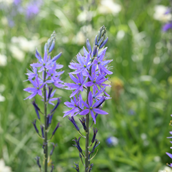 Camassia quamash Leichtlin-Prärielilie
