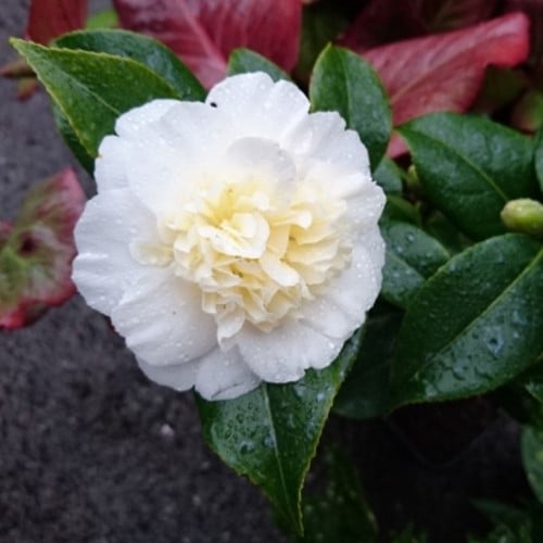 Camellia Japonica Brushfield's Yellow - Kamelie