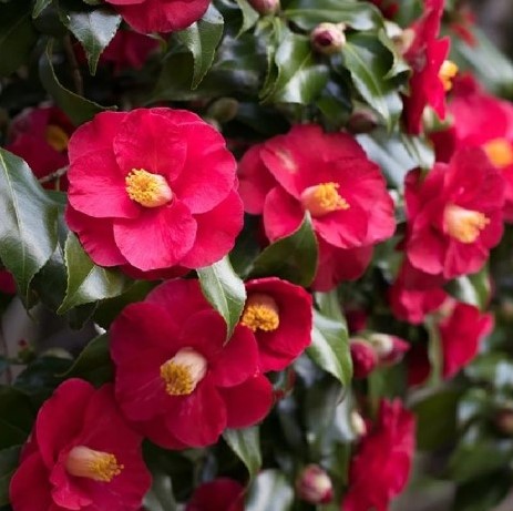 Camellia Japonica Dr King Kamelie kaufen? Einfach online bestellen