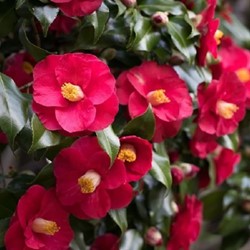Camellia japonica Dr. King - Kamelie