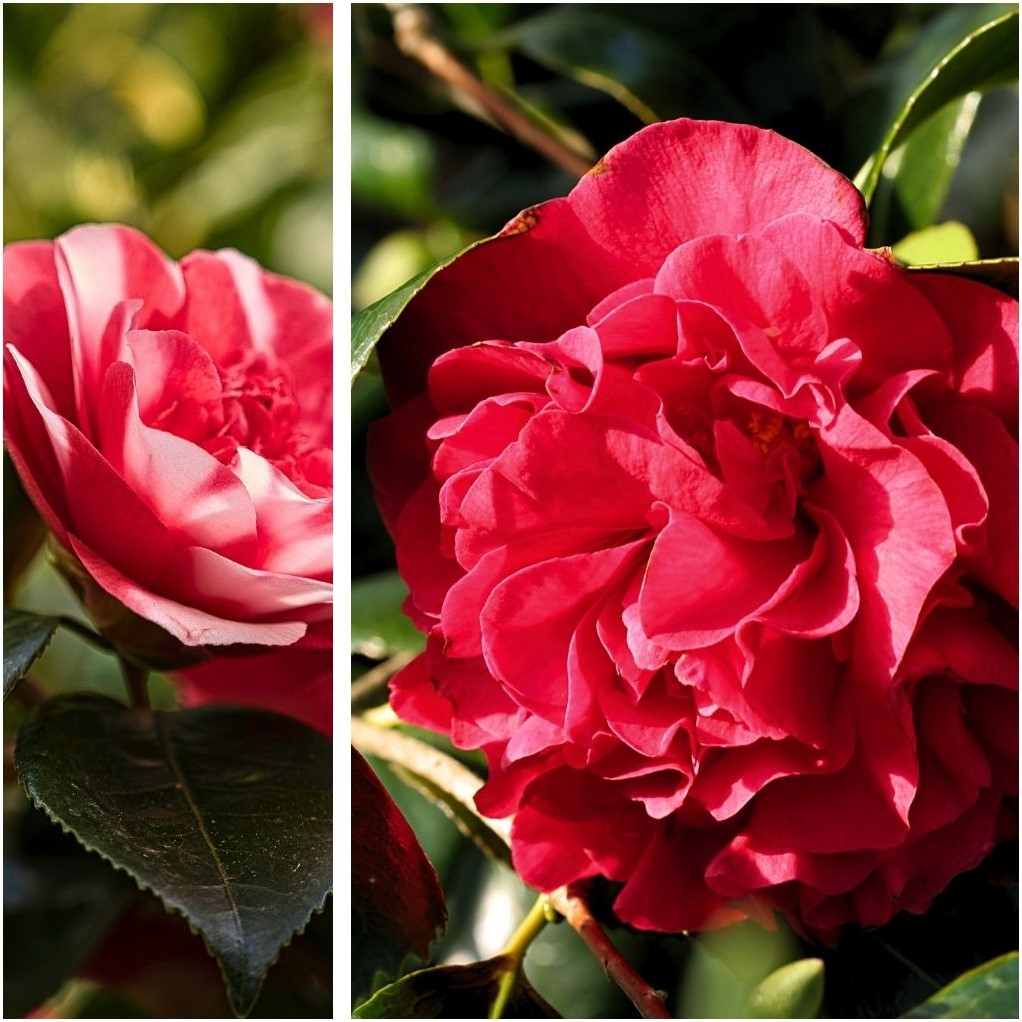 Camellia Japonica Lady Campbell Kamelie kaufen? Einfach online