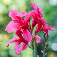 Blumenrohr Rosa kaufen? Einfach online bestellen Gartencenter Koeman