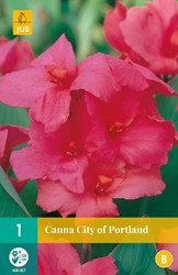 Canna Pflanzen kaufen? Online Top Qualität pflanzen und Gartenartikelen