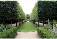 Hainbuche Weißbuche - Carpinus betulus, Hecke 10x