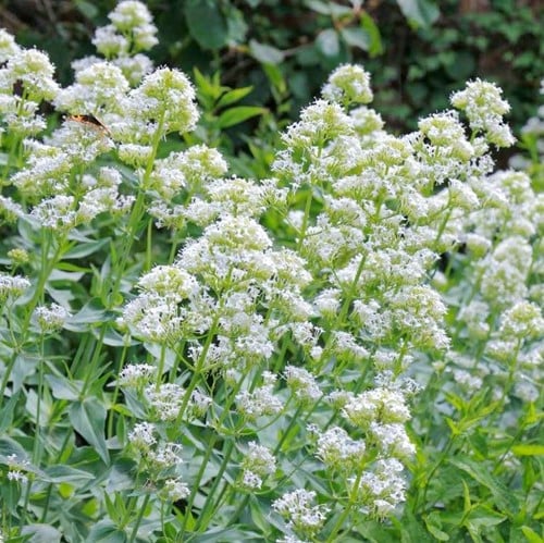 Centranthus ruber Albus – Spornblumen