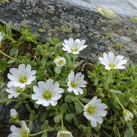 Cerastium tomentosum - Filziges hornkraut-2