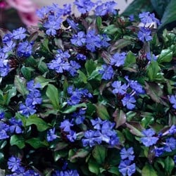 Ceratostigma plumbaginoides - Chinesische Bleiwurz
