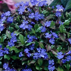 Ceratostigma plumbaginoides - Loodkruid