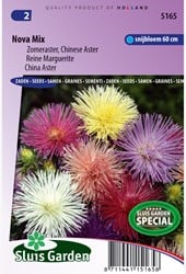 Aster Nova mix (Sommeraster)