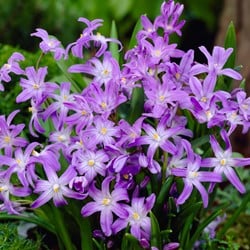 Chionodoxa luciliae - Schneeglanz (Großpackung)