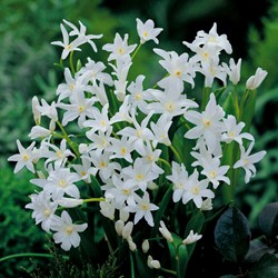 Chionodoxa luciliae Alba - Schneeglanz Weiss