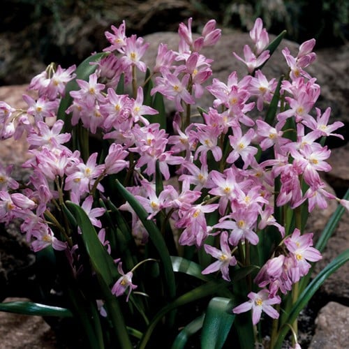 Chionodoxa forbesii Pink Giant - Sternhyazinthen