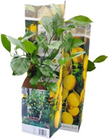 Zitronenbaum - Citrus limon-2