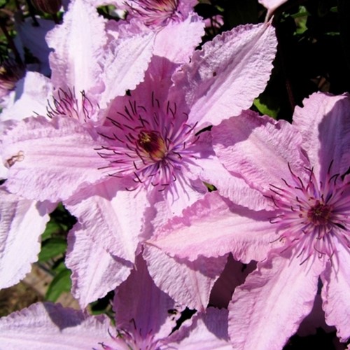 Clematis Hagley Hybrid - Waldreben