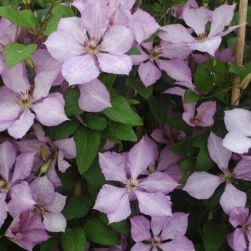Clematis Margaret Hunt - Waldreben