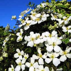 Clematis Montana Grandiflora - Anemonen Waldreben